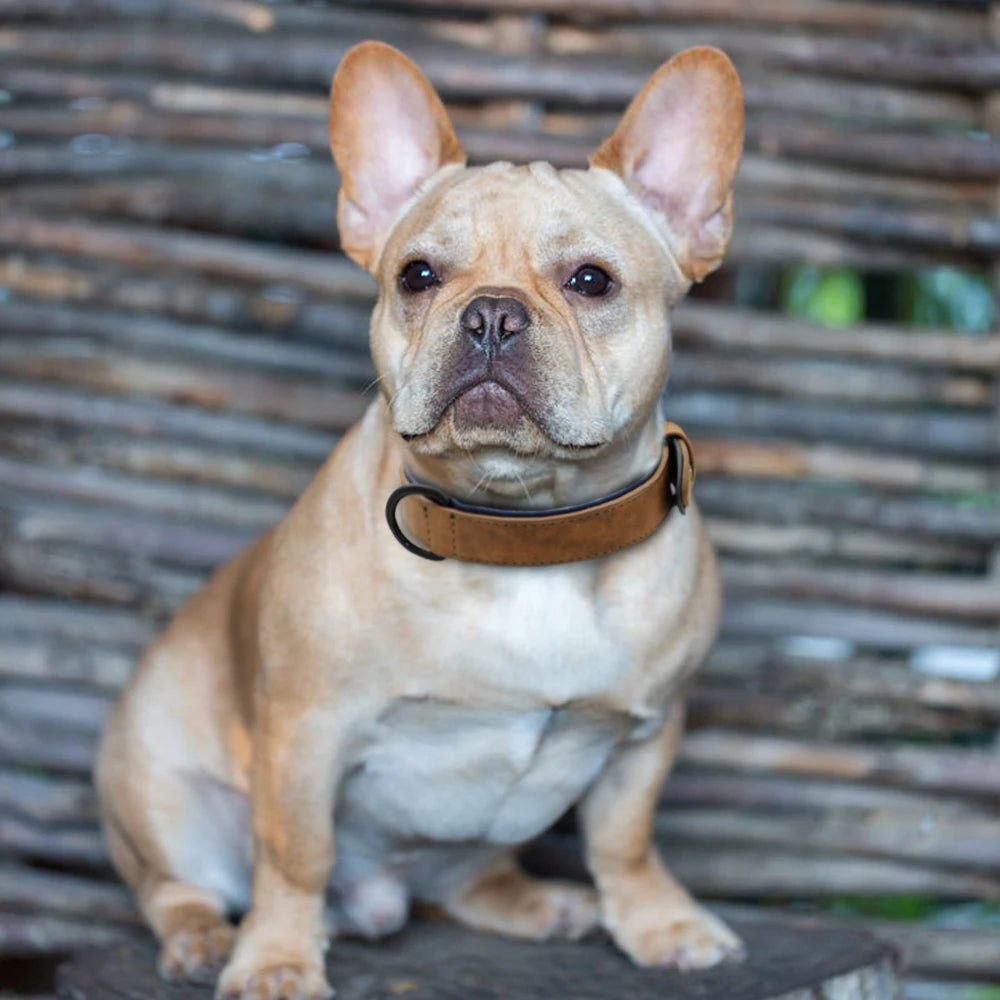 Hundehalsband aus Leder – Zeitlose Eleganz für Ihr Haustier