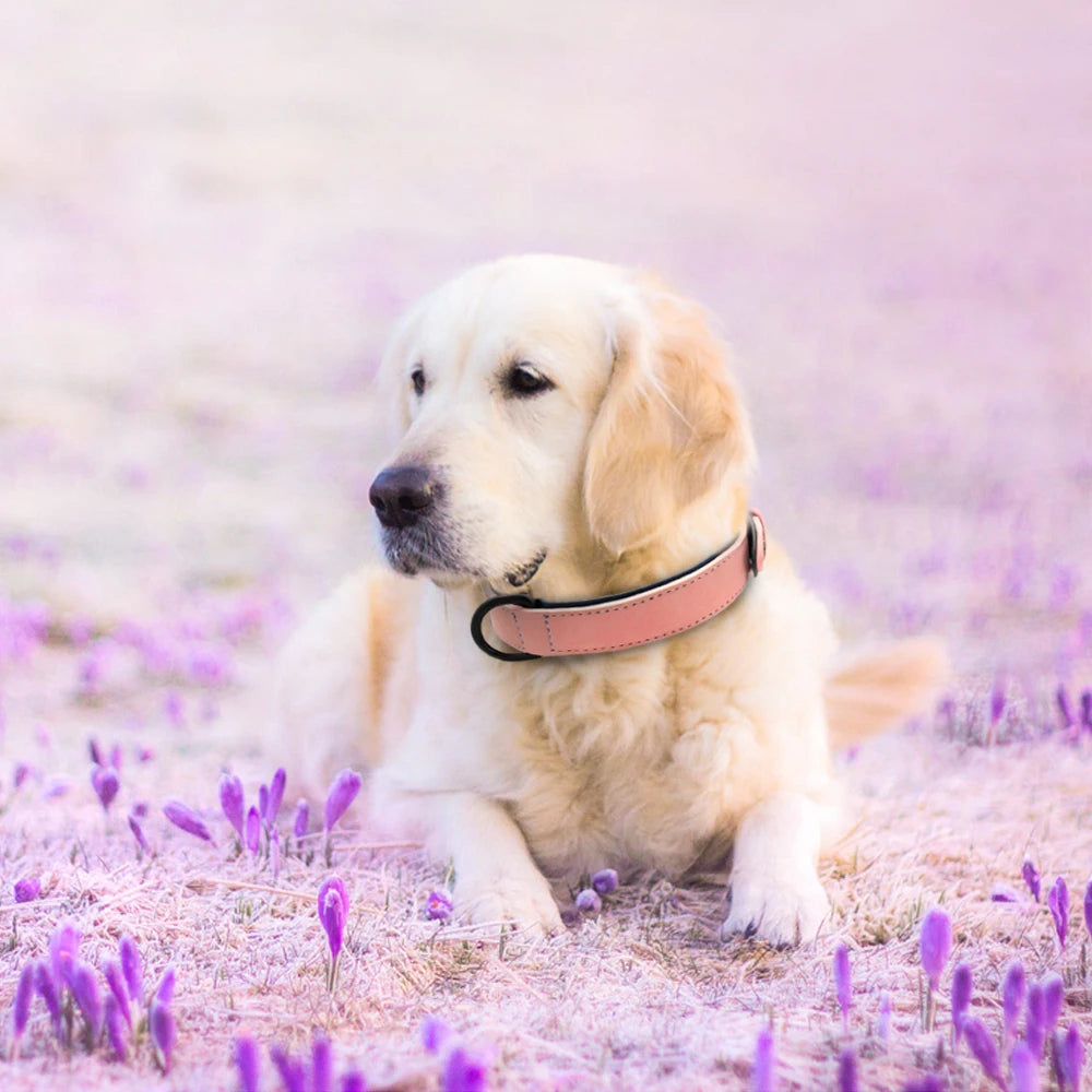 Hundehalsband aus Leder – Zeitlose Eleganz für Ihr Haustier