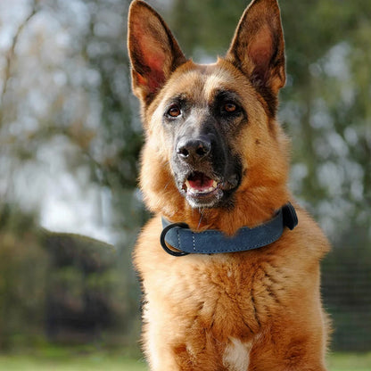 Hundehalsband aus Leder – Zeitlose Eleganz für Ihr Haustier