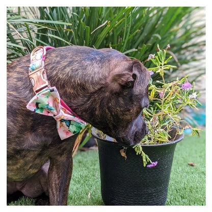 Blühende Schönheit: Hundehalsband mit rosa Blumenmuster