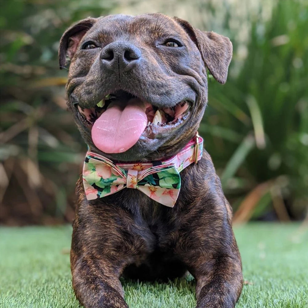 Blühende Schönheit: Hundehalsband mit rosa Blumenmuster