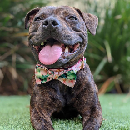 Blühende Schönheit: Hundehalsband mit rosa Blumenmuster