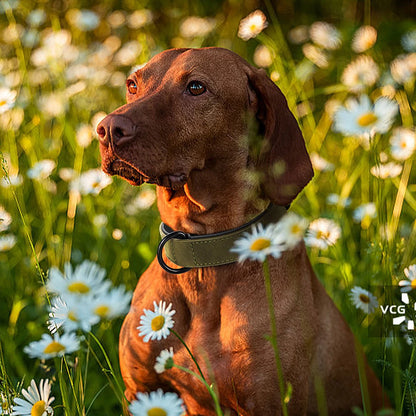 Hundehalsband aus Leder – Zeitlose Eleganz für Ihr Haustier